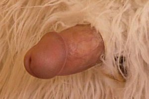 欧美肥熟女xb